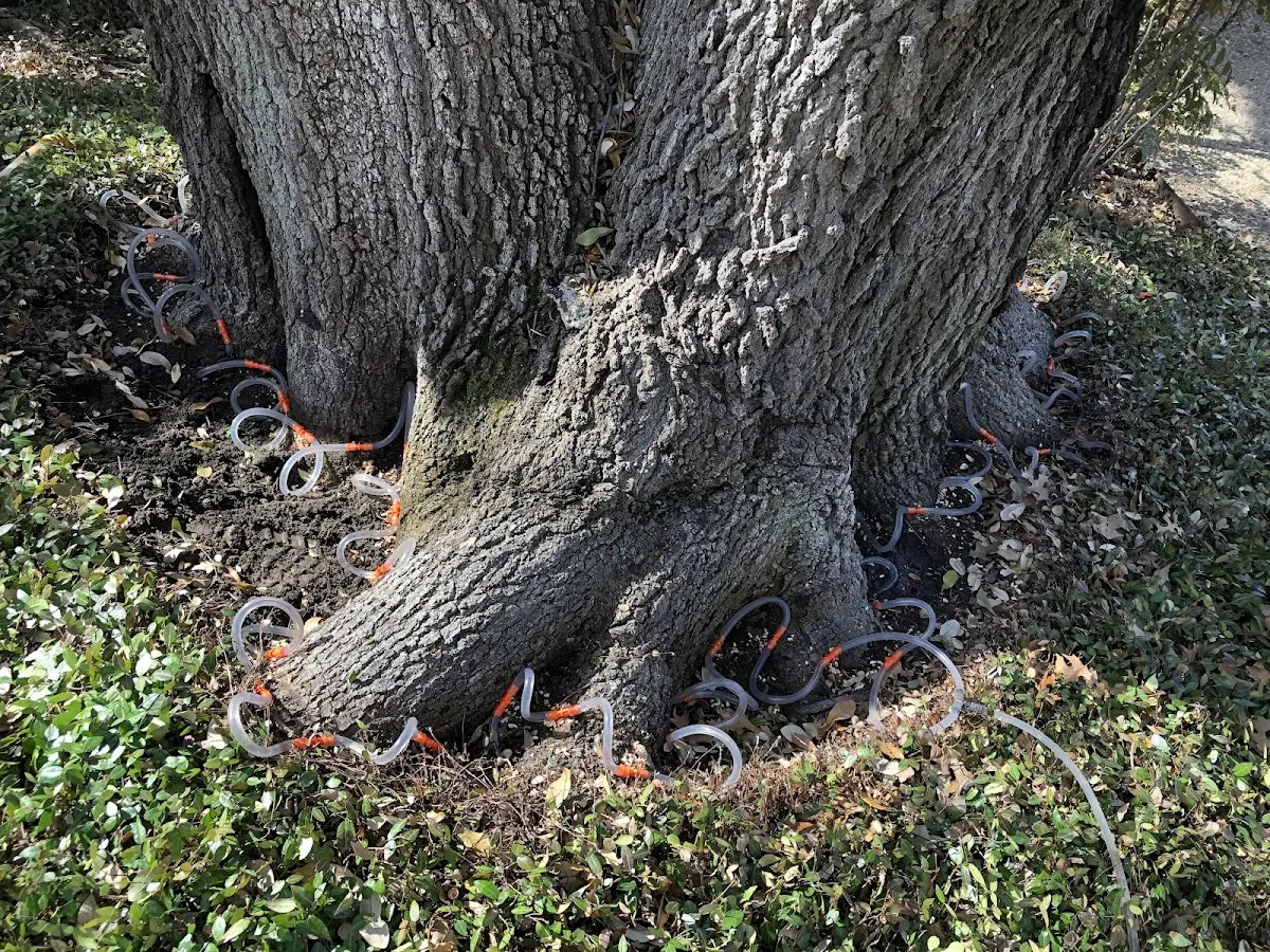Detailed Tree Cabling and Bracing job site in Center Hill