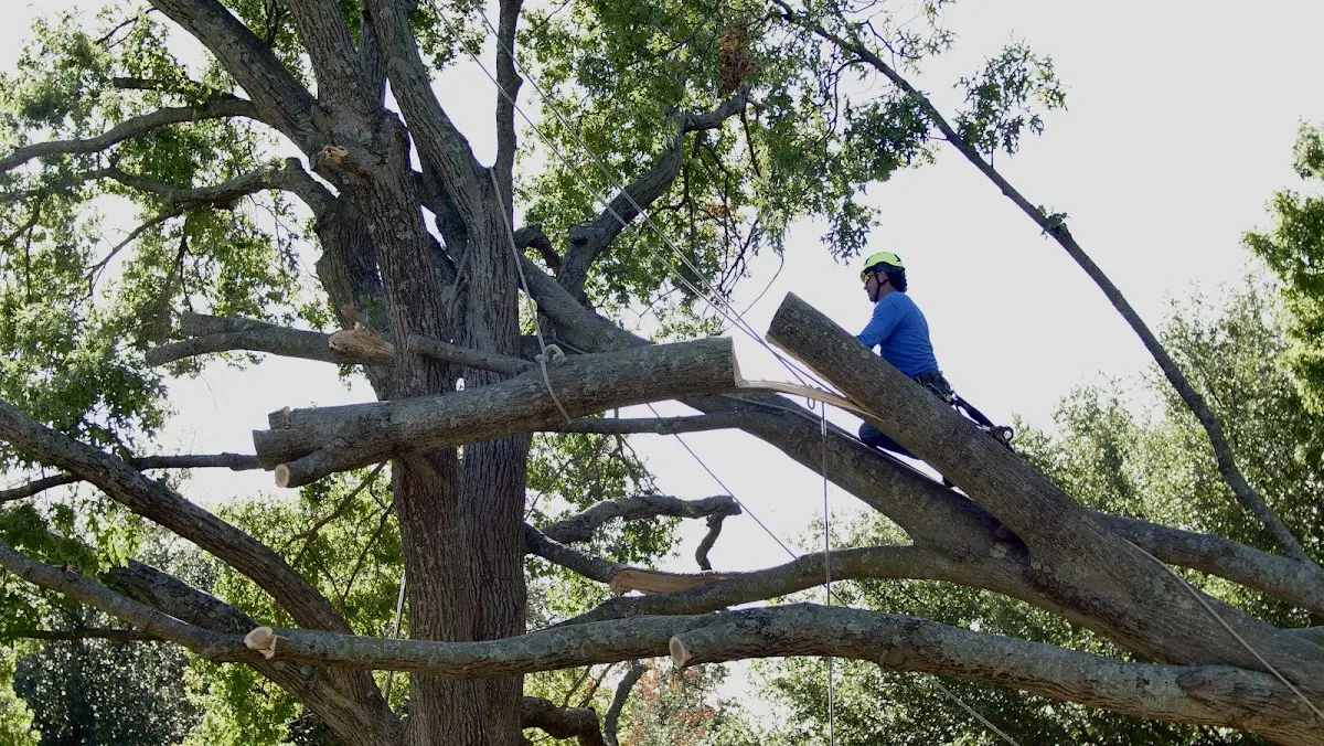 Professional Crown Thinning performed by certified arborists in Center Hill